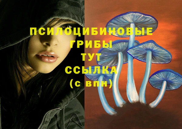 стаф Новокубанск