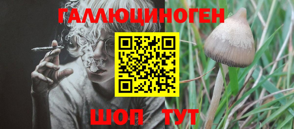 Псилоцибиновые грибы Psilocybe Прохладный